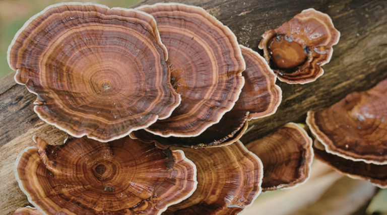Medicinal Mushrooms: Functional Fungi for Immune Health, Stress Resilience & Long-Term Vitality