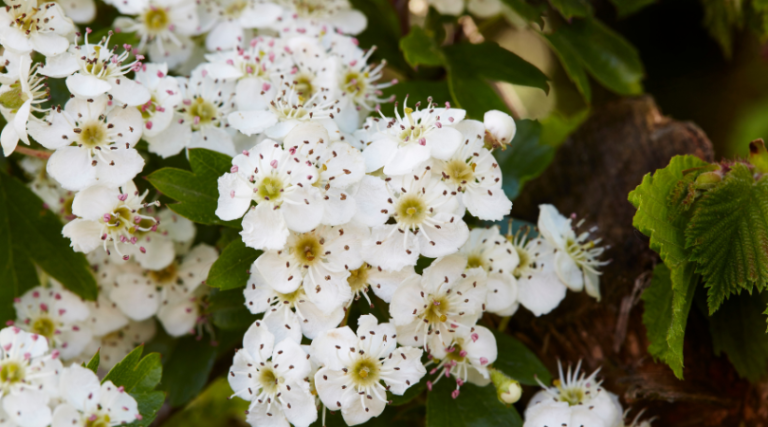 Nourishing A Healthy Heart & The Power of Hawthorn