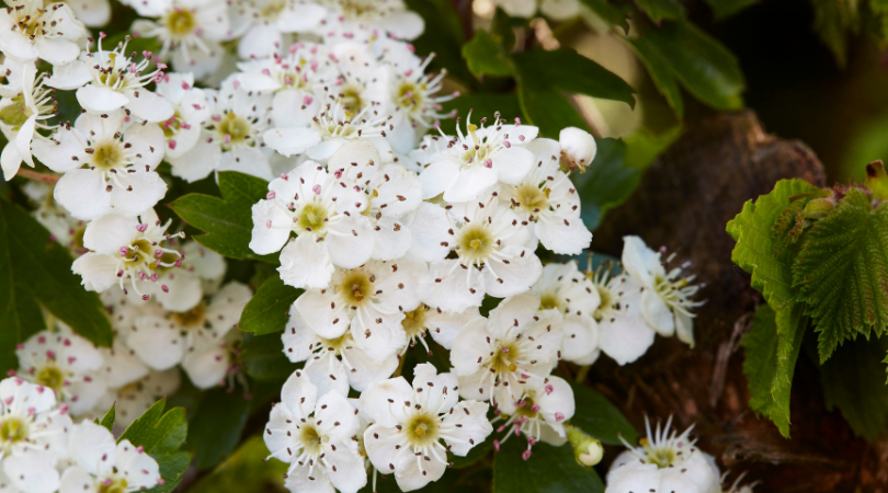 Nourishing A Healthy Heart & The Power of Hawthorn