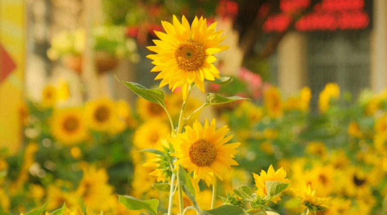 Staying Cool in Summer: A Herbal Approach