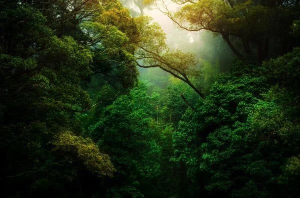USING NATURE TO ACHIEVE YOUR WELLNESS GOALS