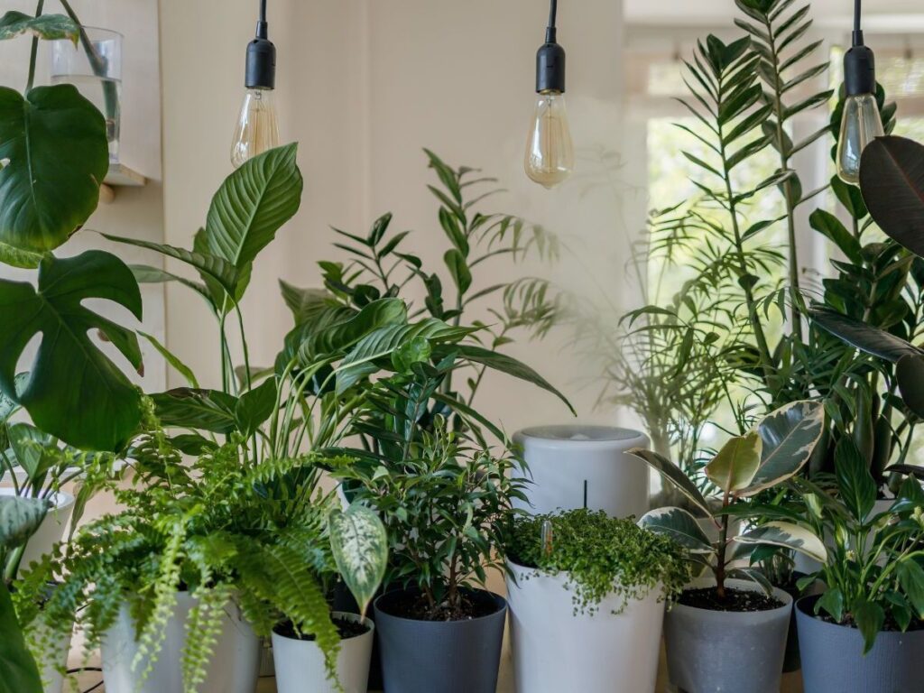 Herbal Hydration & Cooling Plants: Staying Balanced in the Heat