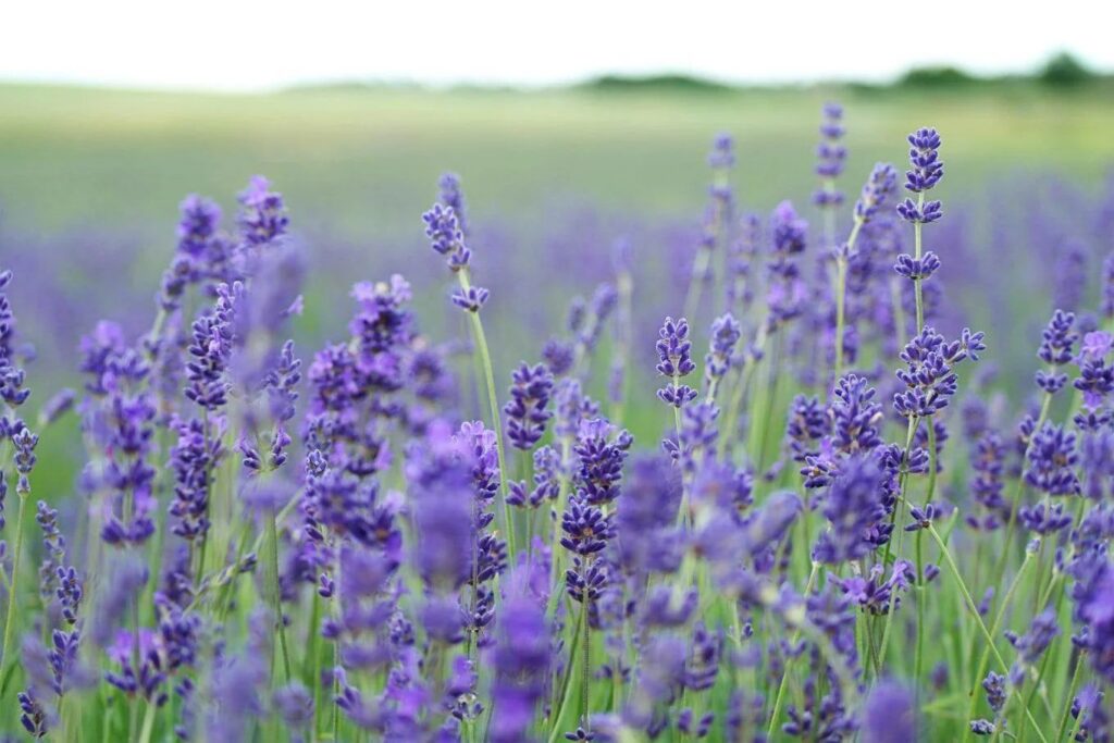 NATURAL STRESS REDUCTION