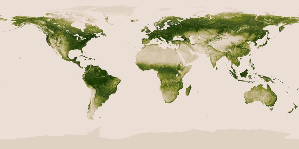 Sacred Plants Across the World: Honouring Nature’s Spiritual Healers