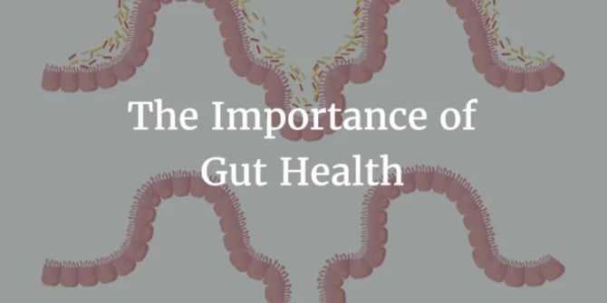 IMPROVING DIGESTIVE HEALTH