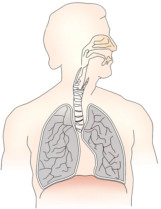 THE RESPIRATORY SYSTEM