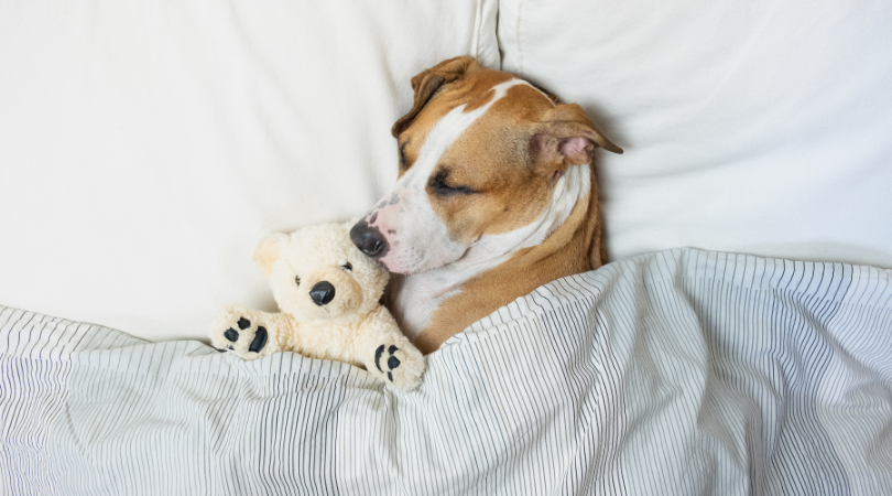 Blog Post: A Naturopath’s Approach To High-Quality Sleep